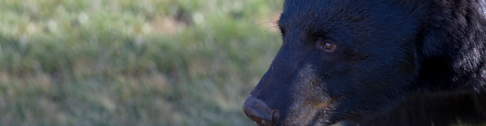 Black Bear