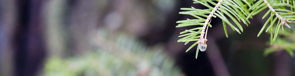 Tree branch with water droplet