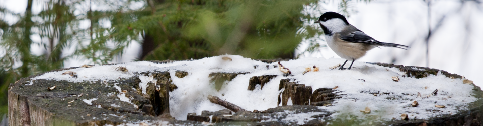 Chickadee