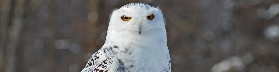 Snowy-owl